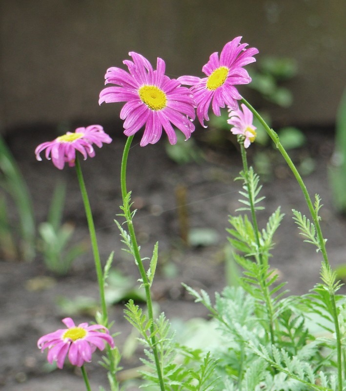 Изображение особи Pyrethrum coccineum.