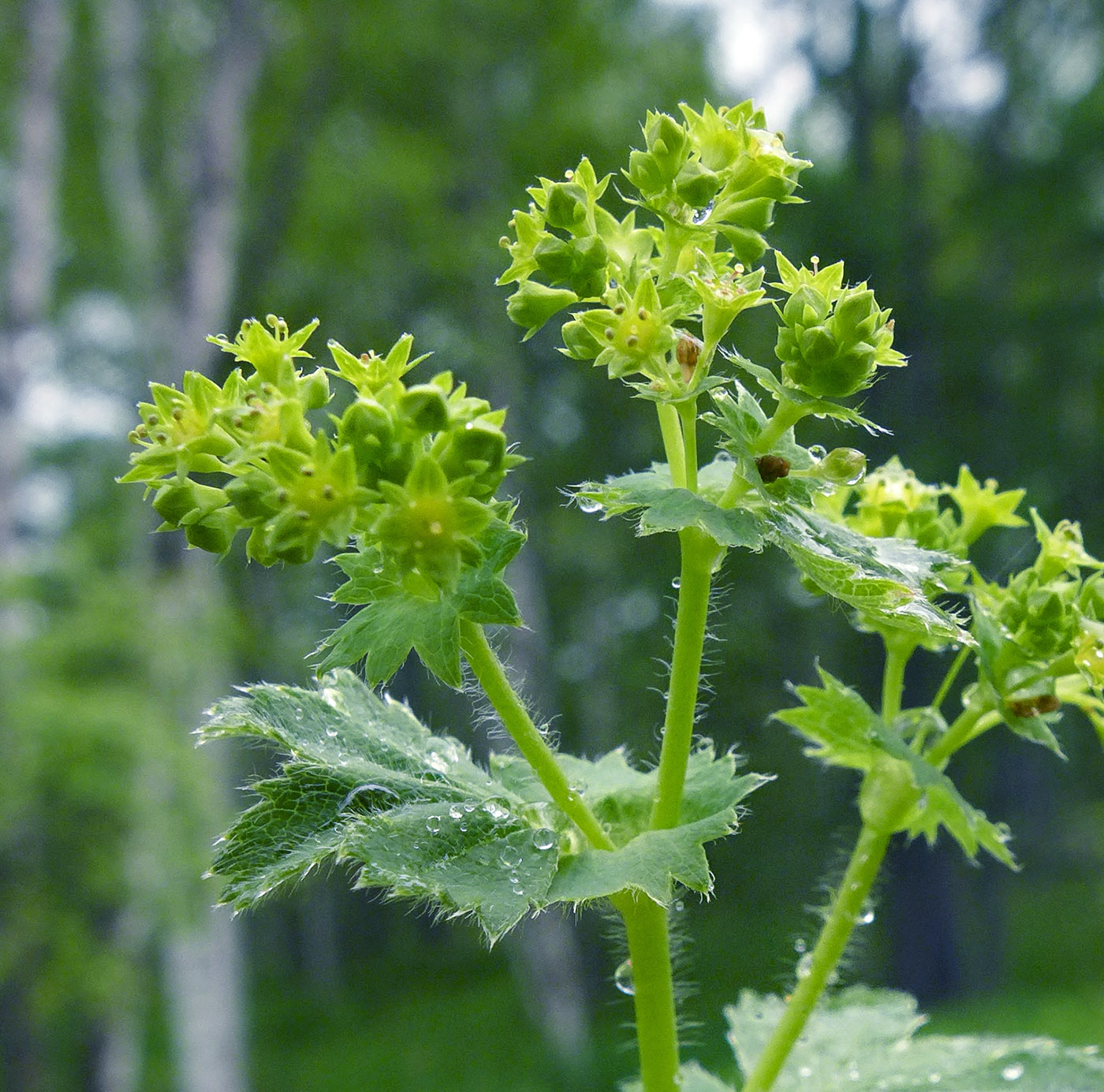 Изображение особи Alchemilla monticola.