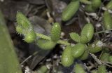 Delosperma echinatum