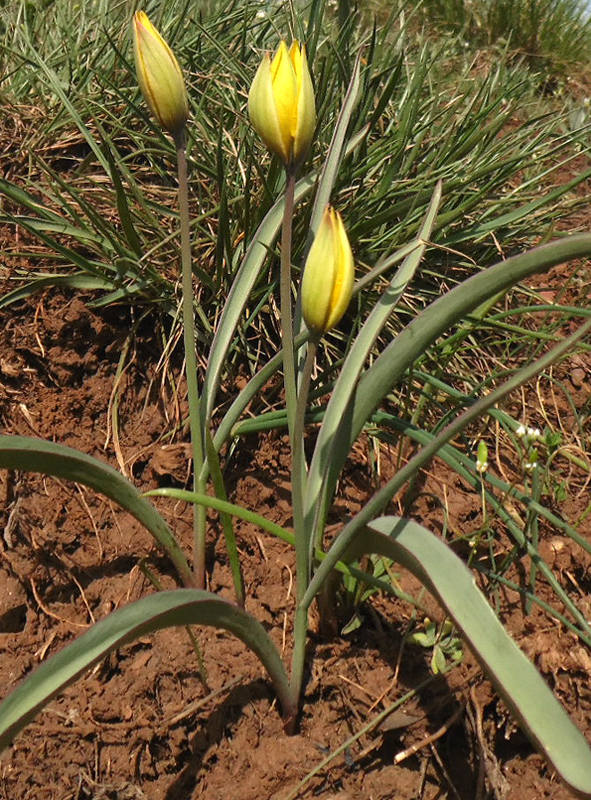 Image of Tulipa hypanica specimen.