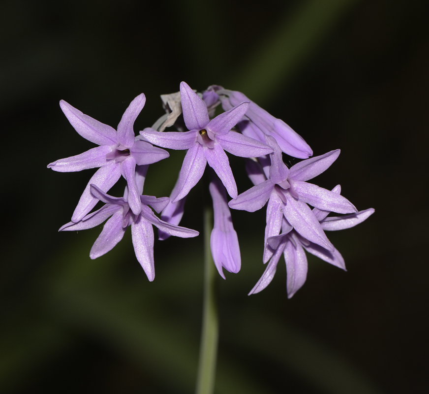 Изображение особи Tulbaghia violacea.