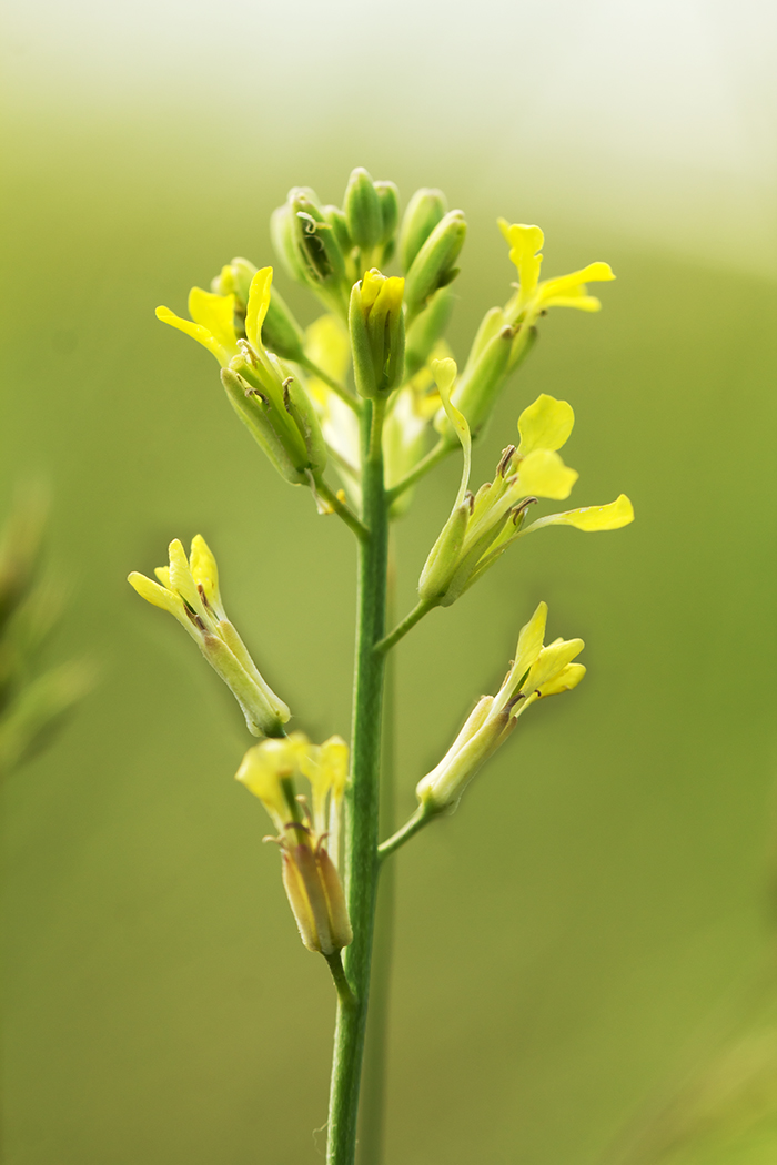 Изображение особи Syrenia siliculosa.