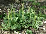 Arum rupicola