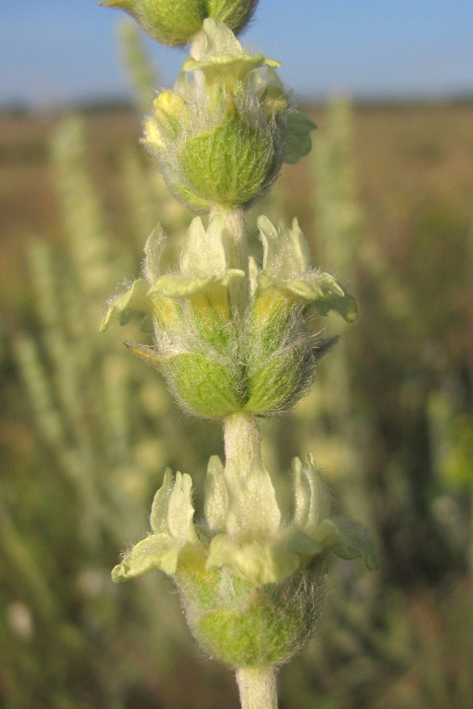 Image of Sideritis taurica specimen.