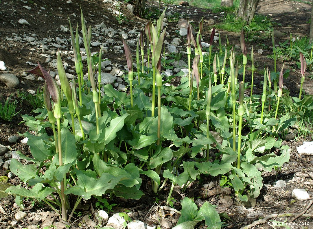 Image of Arum rupicola specimen.