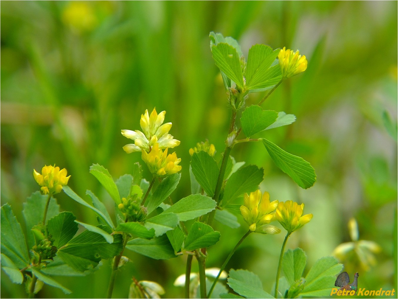 Image of Trifolium dubium specimen.