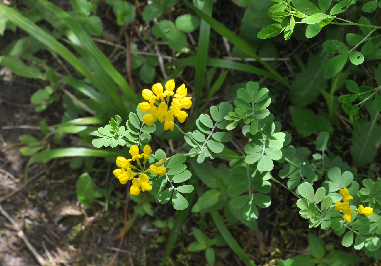 Image of Coronilla coronata specimen.