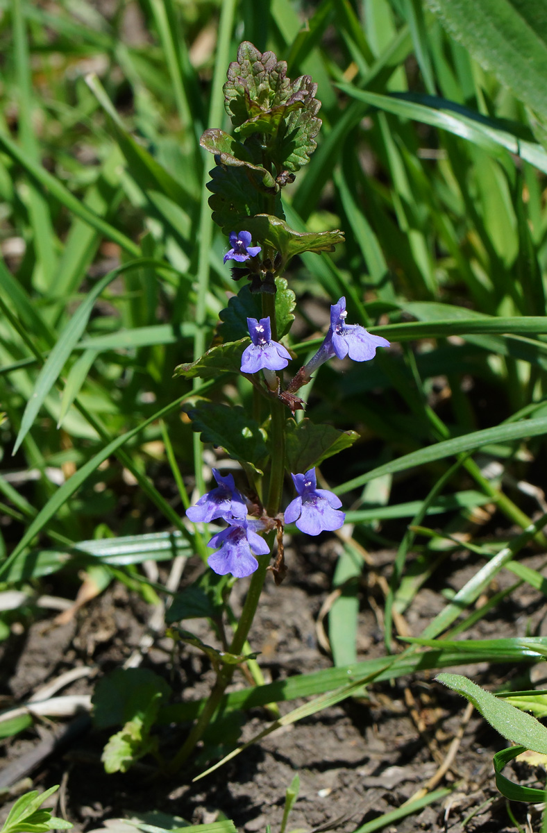 Image of Glechoma hederacea specimen.