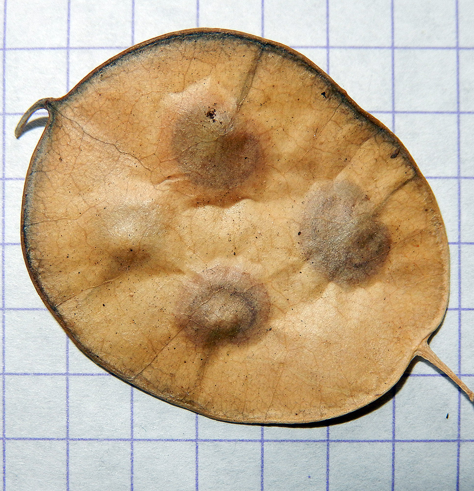 Image of Lunaria annua specimen.