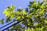 Platanus × acerifolia. Верхушка ветви с соплодиями. Израиль, Голанские высоты, мошав Одем. 05.07.2018.