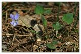Viola rupestris