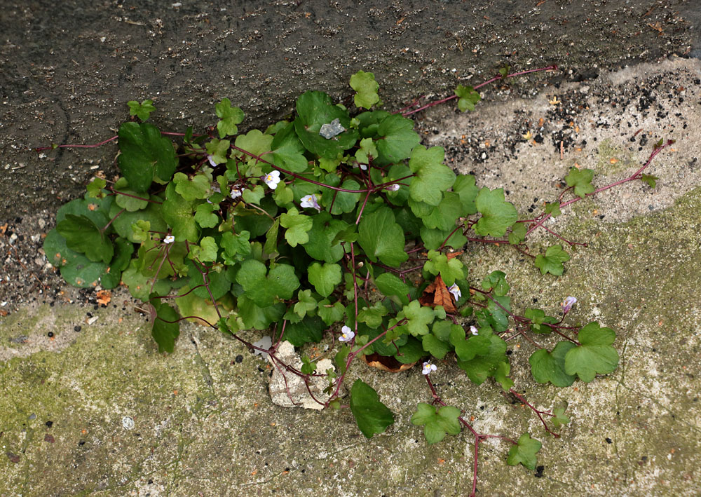 Image of Cymbalaria muralis specimen.