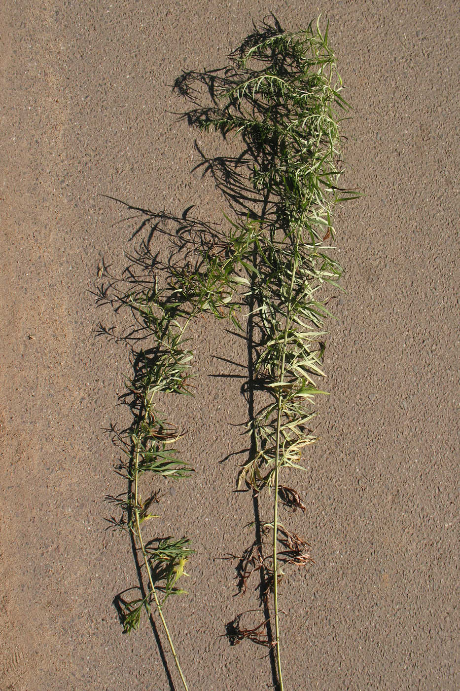 Image of Artemisia umbrosa specimen.