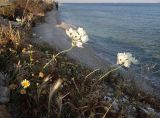 Ornithogalum arabicum