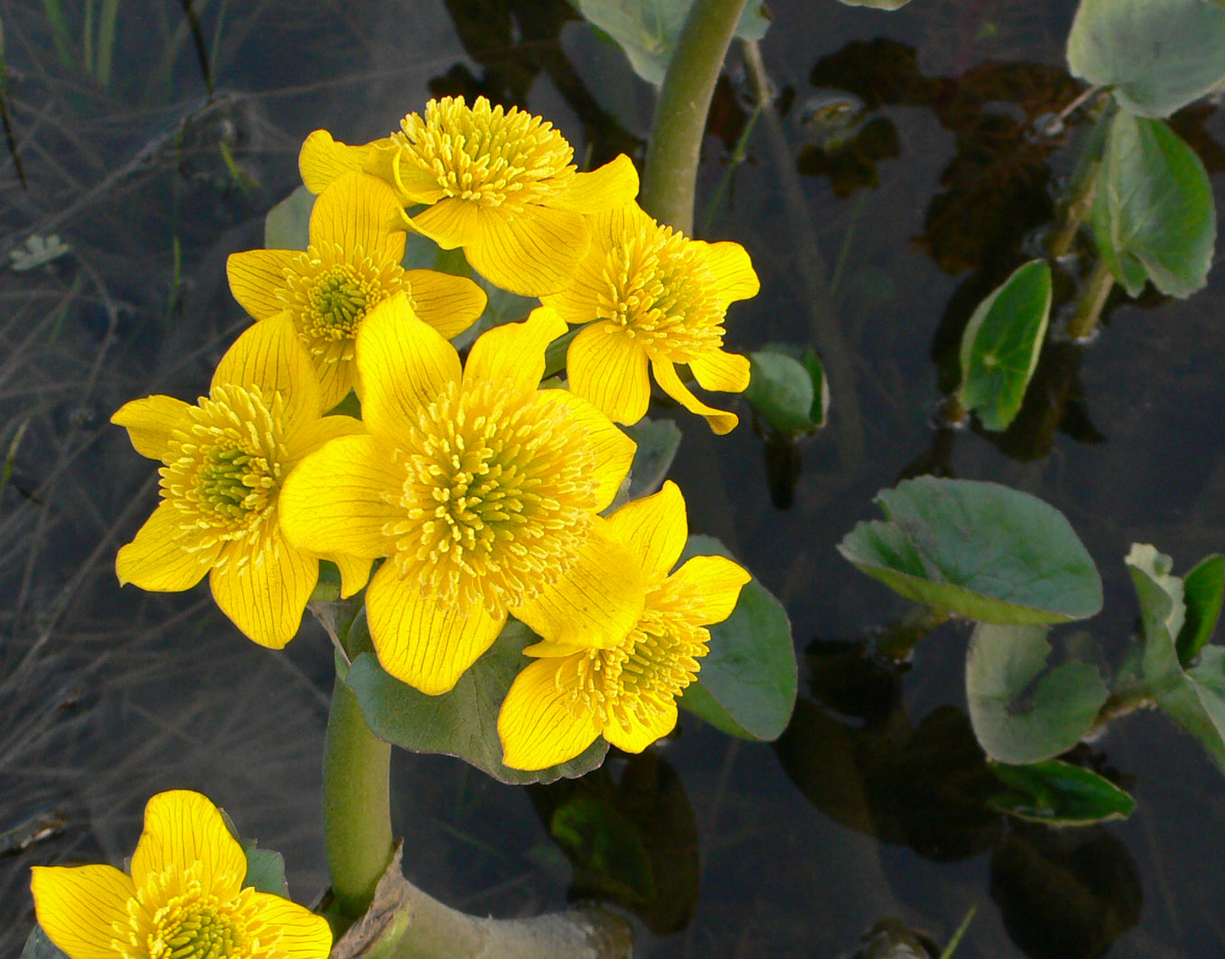 Image of Caltha violacea specimen.