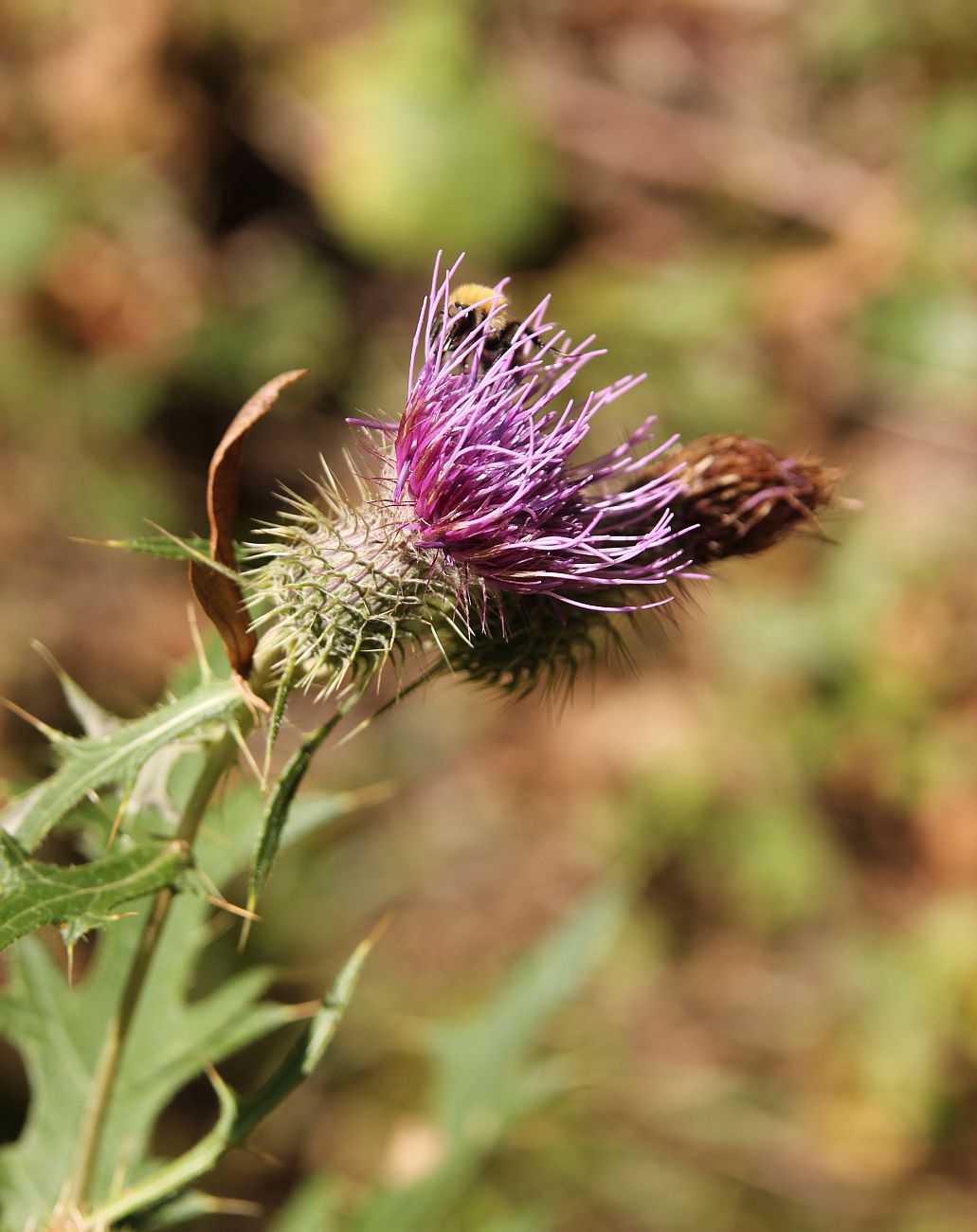 Изображение особи род Cirsium.