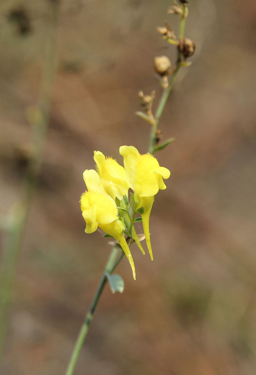 Image of genus Linaria specimen.