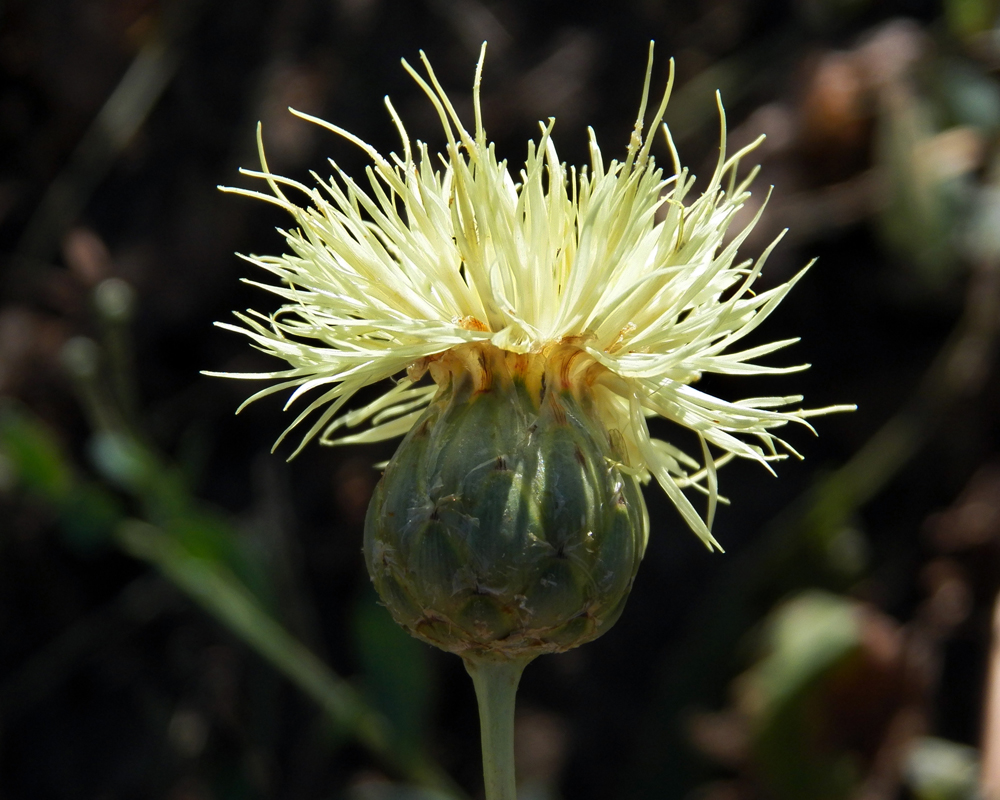 Изображение особи Rhaponticoides turkestanica.