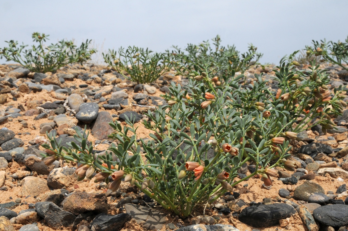 Изображение особи Zygophyllum karatavicum.