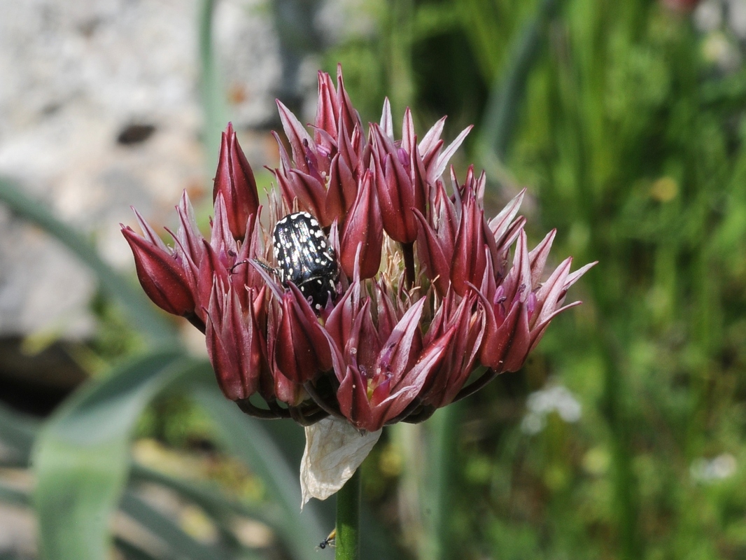 Image of Allium inconspicuum specimen.