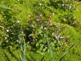 Epilobium hornemannii. Цветущее и плодоносящее растение на моховом ковре. Магаданская обл., г. Магадан, окр. пос. Снежная Долина, у истока р. Дукча. 22.08.2011.