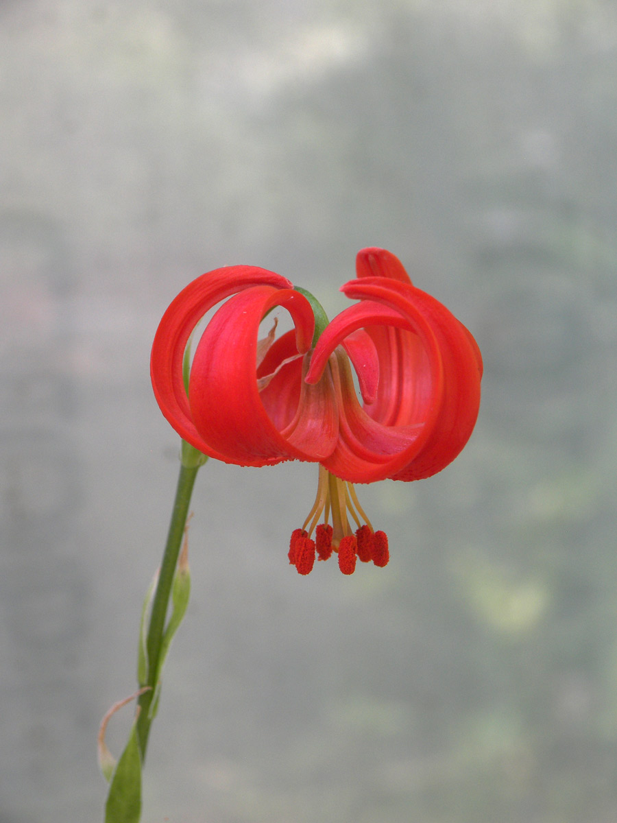 Изображение особи Lilium chalcedonicum.