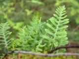 Polypodium vulgare. Спороносящие вайи с охотящимся пауком. Финляндия, муниципалитет Савонлинна, окр. туркомплекса Харьюн Портти, склон моренной гряды, сосняк травяно-бруснично-зеленомошный, замшелая стенка из валунов на краю дороги. 04.08.2018.