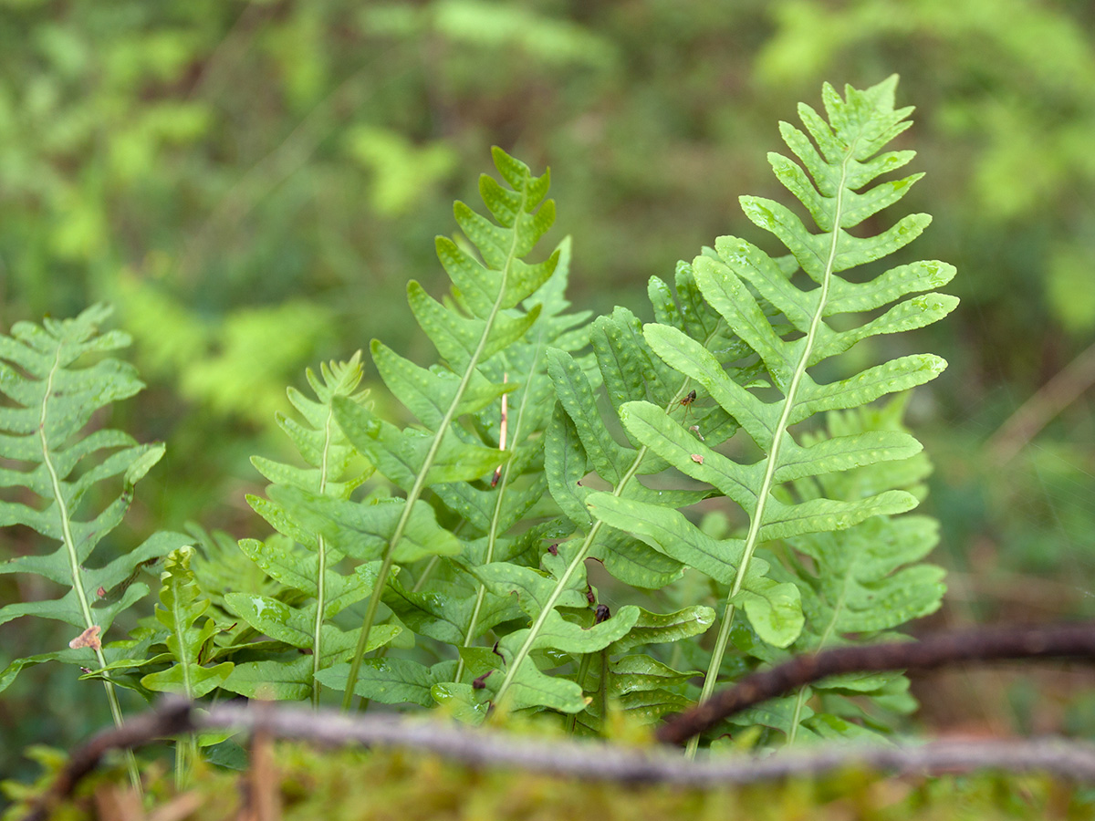 Изображение особи Polypodium vulgare.