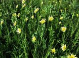 Tragopogon dubius