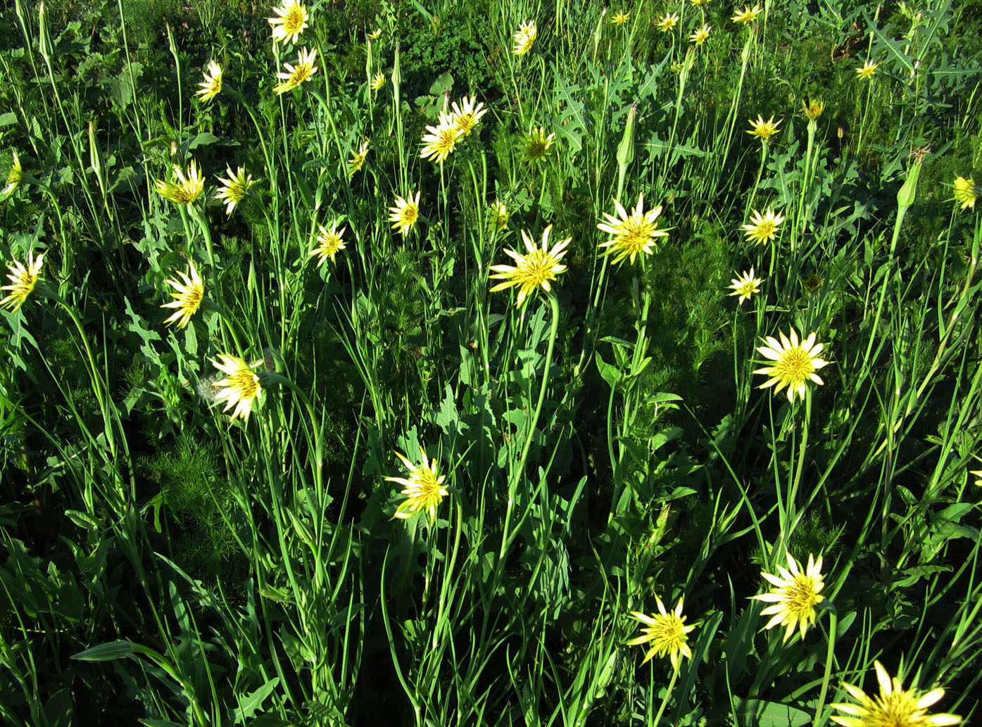 Image of Tragopogon dubius specimen.