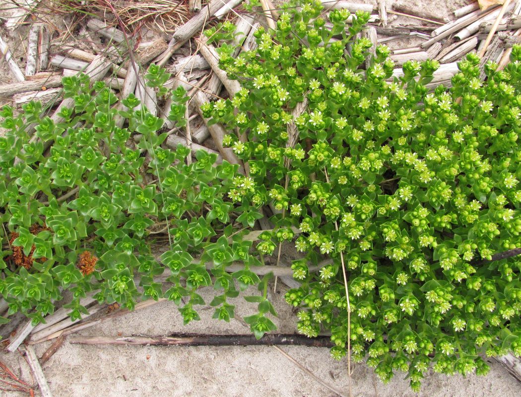 Image of Honckenya peploides ssp. diffusa specimen.