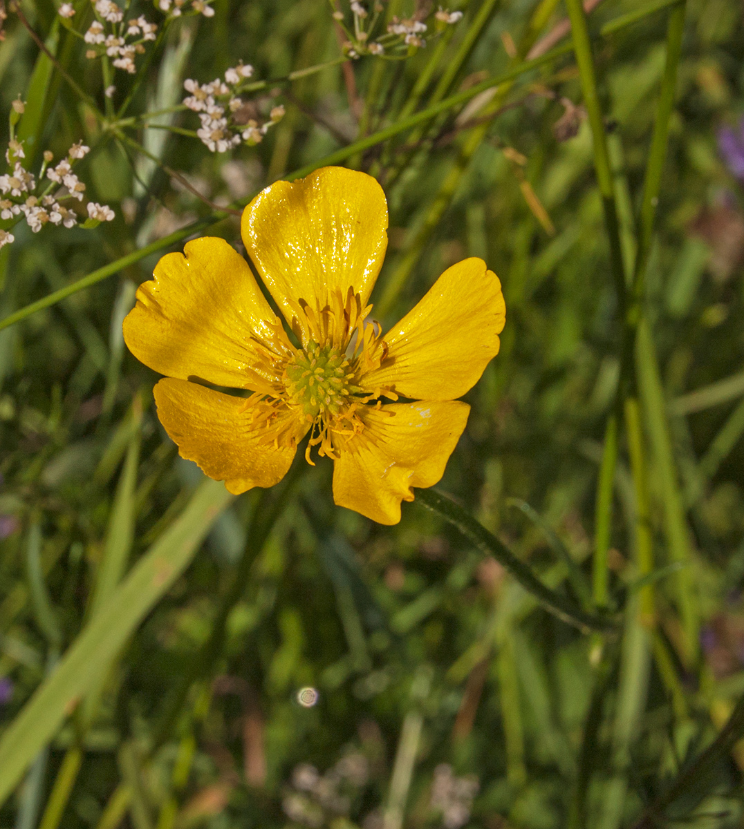 Image of Ranunculus polyanthemos specimen.