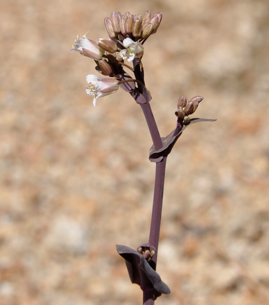 Image of Turritis laxa specimen.