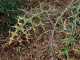 Echinops spinosissimus subspecies bithynicus. Стеблевой лист. Турция, Анталья, р-н Аланья, левый борт долины р. Дим, окр. пещеры Дим, на осыпающемся склоне у дороги. 22.08.2018.