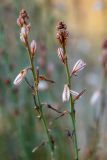 Asphodelus fistulosus. Верхушки соцветий. Испания, Валенсия, окр. г. Кастельон-де-ла-Плана, стабилизированная прибрежная дюна. 25.03.2019.