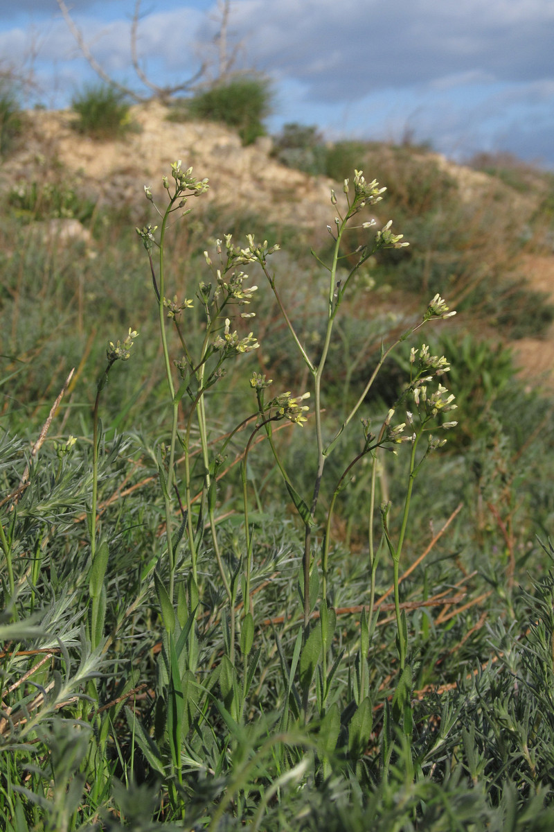 Image of Camelina rumelica specimen.