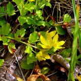 Lysimachia nummularia