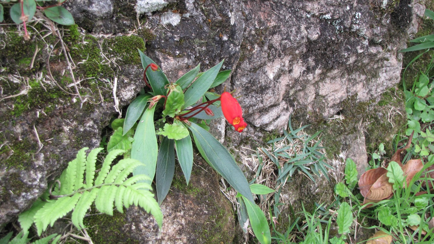 Изображение особи Seemannia sylvatica.