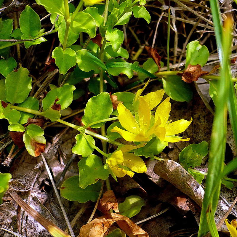 Изображение особи Lysimachia nummularia.