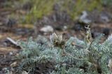 Oxytropis lanata. Плоды. Бурятия, Кижингинский р-н, р. Кодун, песчаный берег. 18.08.2013.
