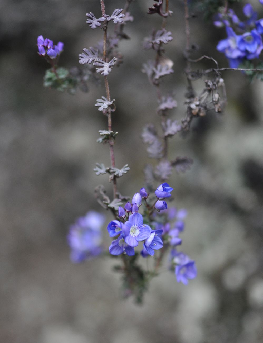 Image of Veronica oltensis specimen.