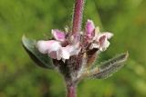 Phlomoides angreni. Часть соцветия. Узбекистан, Ташкентская обл., южный склон Чаткальского хребта, бассейн р. Ахангаран, водораздел Каттасая и Дукентсая выше пос. Янгиабад. 10.05.2019.