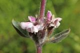 Phlomoides angreni