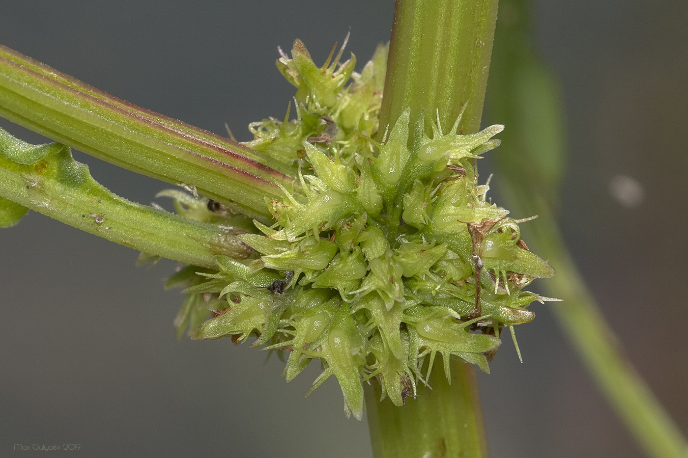 Изображение особи Rumex maritimus.