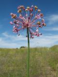 Allium pallasii