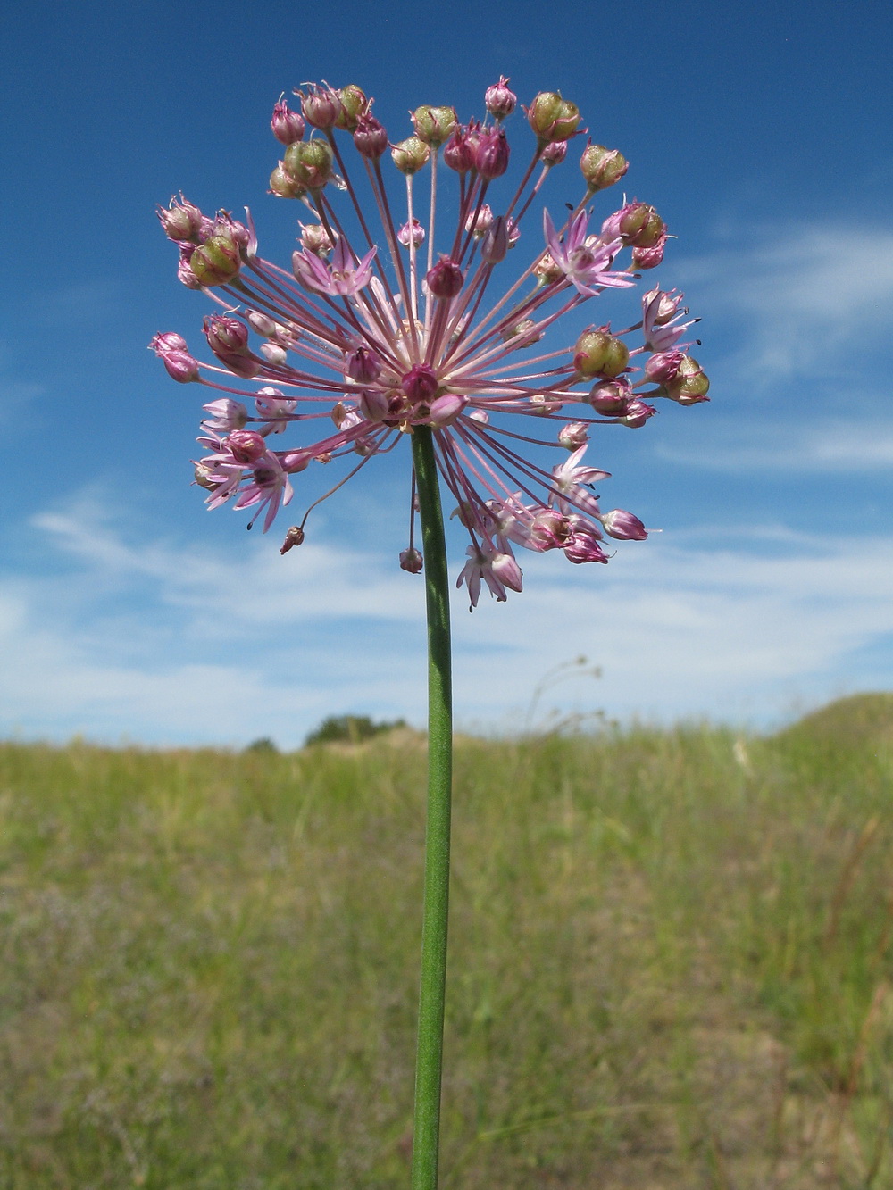 Изображение особи Allium pallasii.