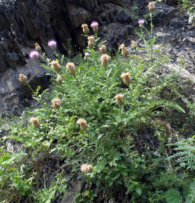 Image of Stemmacantha pulchra specimen.