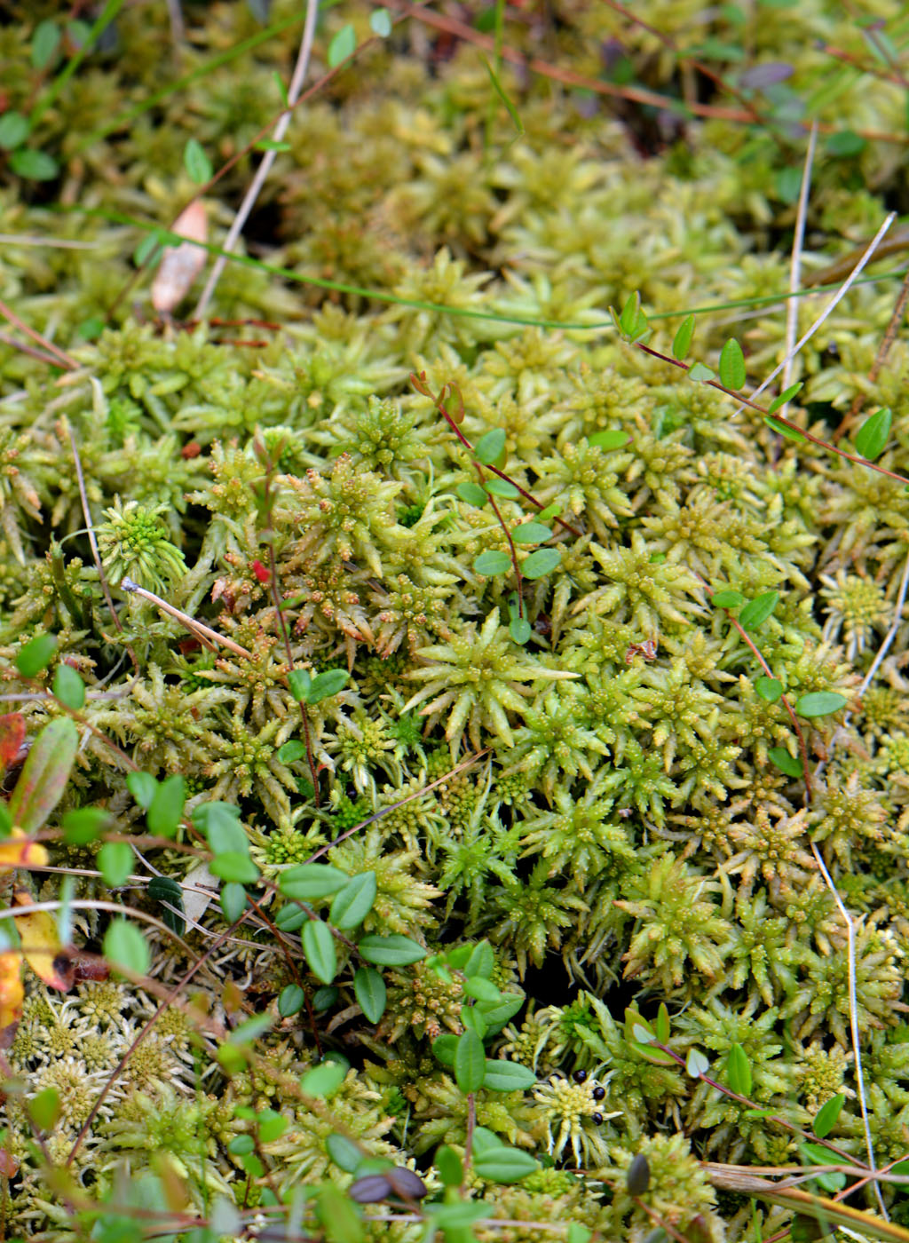 Изображение особи Sphagnum papillosum.