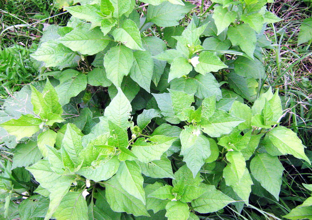 Image of Alkekengi officinarum specimen.