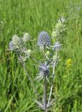 Eryngium planum. Верхушка цветущего растения. Алтайский край, г. Барнаул, 5 км к югу от пос. Южный, степной склон к р. Обь. 13 июля 2019 г.